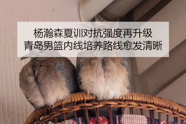 杨瀚森夏训对抗强度再升级 青岛男篮内线培养路线愈发清晰